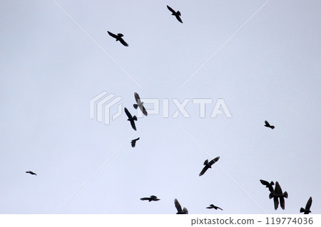Photographing a group of Gray-faced Vultures passing through southern Taiwan in October 119774036