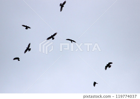 Photographing a group of Gray-faced Vultures passing through southern Taiwan in October Photographing a group of Gray-faced Vultures passing through southern Taiwan in October 119774037