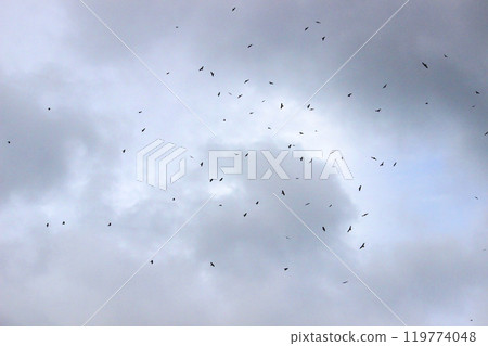 拍攝在十月會過境台灣南部的一群灰面鷲 119774048