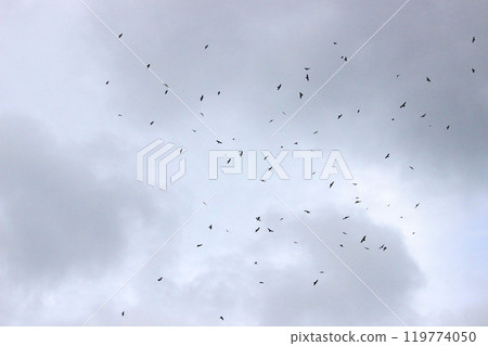 拍攝在十月會過境台灣南部的一群灰面鷲 拍攝在十月會過境台灣南部的一群灰面鷲 119774050