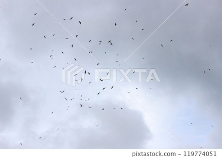 Photographing a group of Gray-faced Vultures passing through southern Taiwan in October 119774051