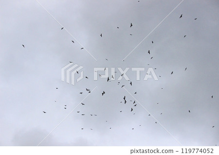 Photographing a group of Gray-faced Vultures passing through southern Taiwan in October Photographing a group of Gray-faced Vultures passing through southern Taiwan in October 119774052