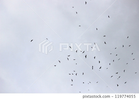 Photographing a group of Gray-faced Vultures passing through southern Taiwan in October 119774055