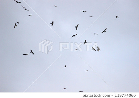 Photographing a group of Gray-faced Vultures passing through southern Taiwan in October 119774060