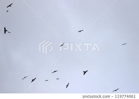 Photographing a group of Gray-faced Vultures passing through southern Taiwan in October 119774061