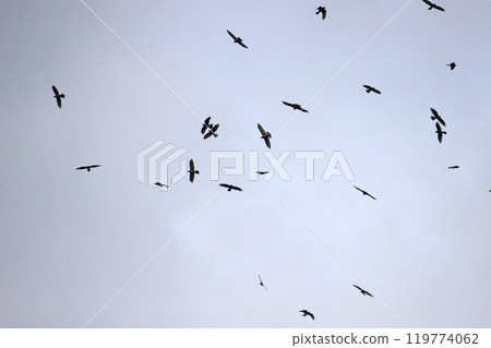 Photographing a group of Gray-faced Vultures passing through southern Taiwan in October 119774062