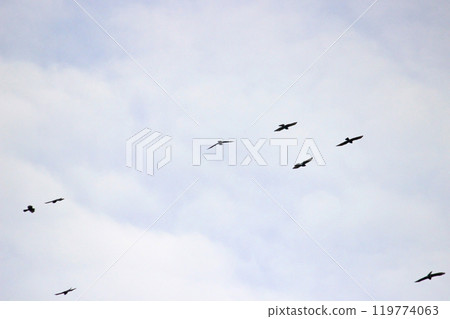 拍攝在十月會過境台灣南部的一群灰面鷲 119774063
