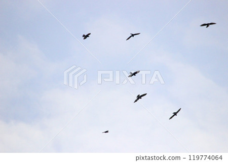 Photographing a group of Gray-faced Vultures passing through southern Taiwan in October 119774064