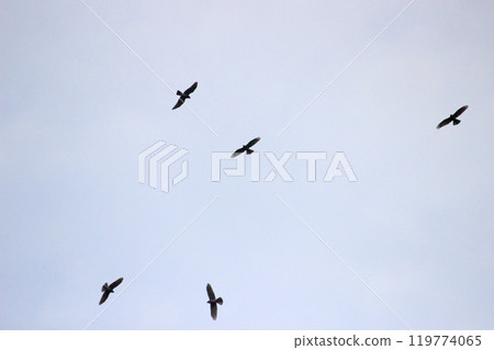 Photographing a group of Gray-faced Vultures passing through southern Taiwan in October 119774065