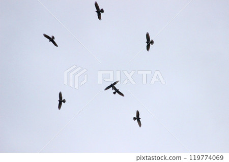 Photographing a group of Gray-faced Vultures passing through southern Taiwan in October 119774069