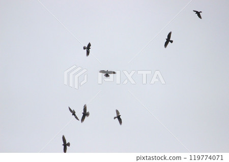 Photographing a group of Gray-faced Vultures passing through southern Taiwan in October Photographing a group of Gray-faced Vultures passing through southern Taiwan in October 119774071
