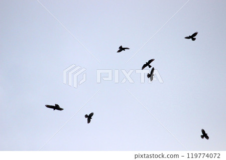 Photographing a group of Gray-faced Vultures passing through southern Taiwan in October Photographing a group of Gray-faced Vultures passing through southern Taiwan in October 119774072