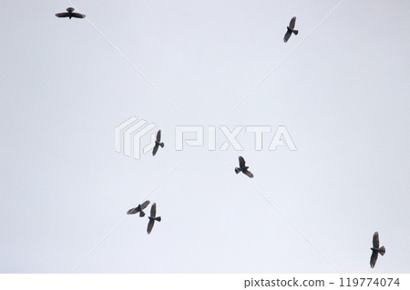 拍攝在十月會過境台灣南部的一群灰面鷲 拍攝在十月會過境台灣南部的一群灰面鷲 119774074