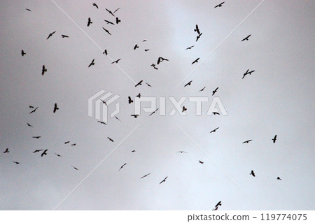 拍攝在十月會過境台灣南部的一群灰面鷲 119774075