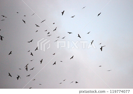 拍攝在十月會過境台灣南部的一群灰面鷲 119774077
