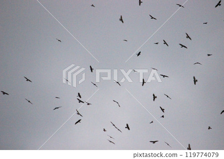 Photographing a group of Gray-faced Vultures passing through southern Taiwan in October Photographing a group of Gray-faced Vultures passing through southern Taiwan in October 119774079