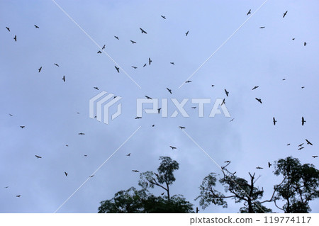 拍攝在十月會過境台灣南部的一群灰面鷲 119774117