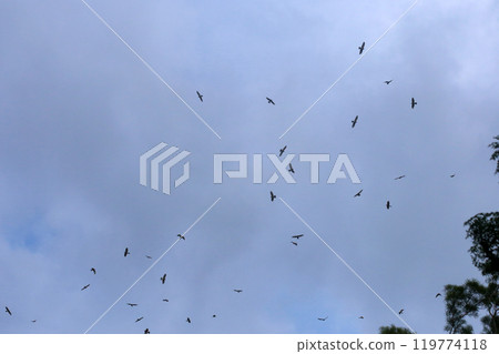 拍攝在十月會過境台灣南部的一群灰面鷲 拍攝在十月會過境台灣南部的一群灰面鷲 119774118