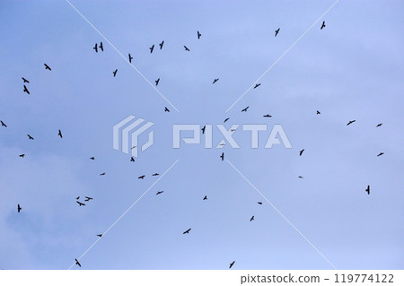 拍攝在十月會過境台灣南部的一群灰面鷲 拍攝在十月會過境台灣南部的一群灰面鷲 119774122