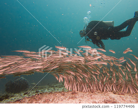 Juvenile Plotosus lineatus or striped eel catfish at a scuba dive in Puerto Galera, Philippines 119774406
