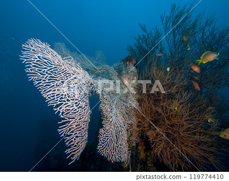 Scorpaenopsis barbata or Bearded scorpionfish Papuan hiding on coral in Puerto Galera, Philippines. Scorpaenopsis barbata or Bearded scorpionfish Papuan hiding on coral in Puerto Galera, Philippines. 119774410