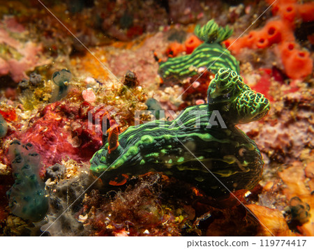 Colorful dorid nudibranch Kubaryana's Nembrotha, Nembrotha kubaryan, crawling on coral, close up. 119774417
