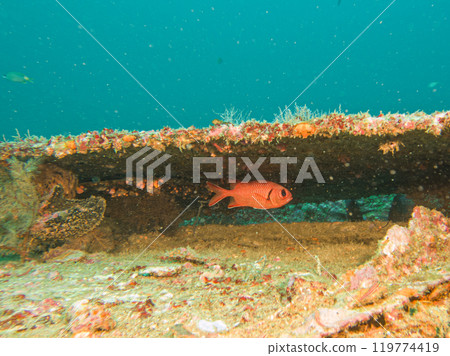 A red Bigeye fish, Priacanthus macracanthus, at Puerto Galera, Philippines A red Bigeye fish, Priacanthus macracanthus, at Puerto Galera, Philippines 119774419