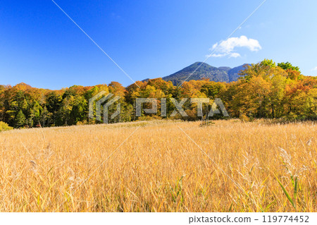 秋天的尾瀨，草地上的秋葉和森林裡的秋葉，視野清晰～赤代 119774452