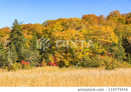 Autumn in Oze: Autumn leaves in the grass and forests, Miharashi to Akadashiro Autumn in Oze: Autumn leaves in the grass and forests, Miharashi to Akadashiro 119774456