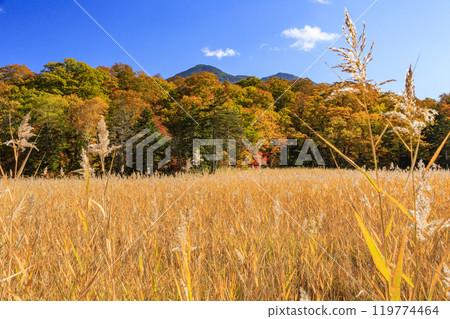 秋天的尾瀨，草地上的秋葉和森林裡的秋葉，視野清晰～赤代 119774464