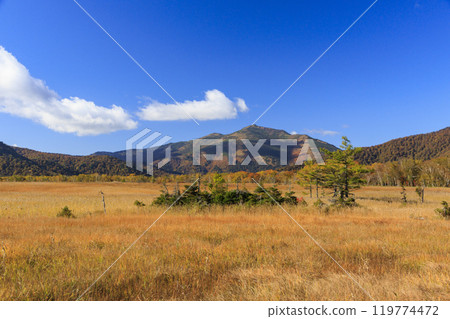 秋天的尾瀨，草地上的秋葉和森林裡的秋葉，視野清晰～赤代 119774472