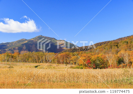 Autumn in Oze: Autumn leaves in the grass and forests, Miharashi to Akadashiro 119774475