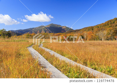 秋天的尾瀨，草地上的秋葉和森林裡的秋葉，視野清晰～赤代 119774478