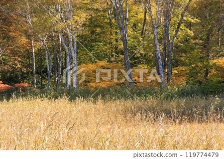 秋天的尾瀨,草地上的秋葉和森林裡的秋葉,視野清晰~赤代 秋天的尾瀨,草地上的秋葉和森林裡的秋葉,視野清晰~赤代 119774479