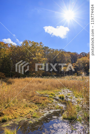 秋天的尾瀨，草地上的秋葉和森林裡的秋葉，視野清晰～赤代 119774484