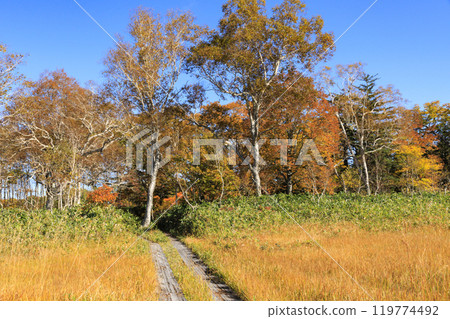 Autumn in Oze: Autumn leaves in the grass and forests, Miharashi to Akadashiro 119774492