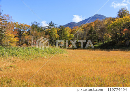秋天的尾瀨，草地上的秋葉和森林裡的秋葉，視野清晰～赤代 119774494