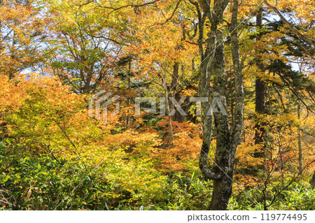 Autumn in Oze: Autumn leaves in the grass and forests, Miharashi to Akadashiro Autumn in Oze: Autumn leaves in the grass and forests, Miharashi to Akadashiro 119774495