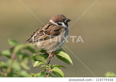 Cute sparrow Cute sparrow 119774508