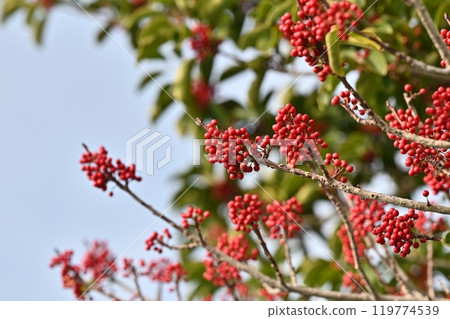 Ilex rotunda (also for lucky charms) 119774539