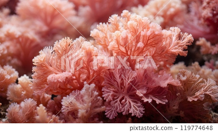 Vibrant Coral Formations Thriving in a Clear Underwater Environment During Daylight Hours Vibrant Coral Formations Thriving in a Clear Underwater Environment During Daylight Hours 119774648
