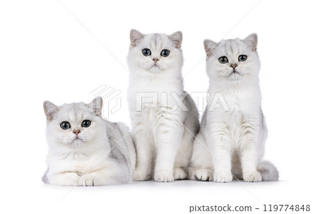 British Shorthair cats on white background 119774848