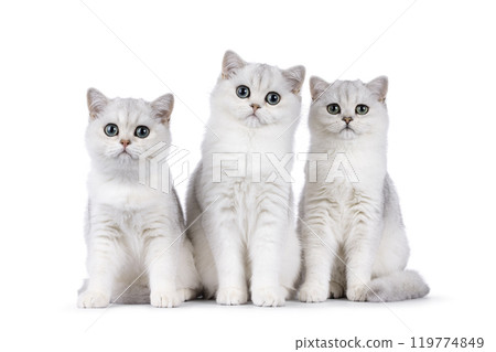British Shorthair cats on white background 119774849