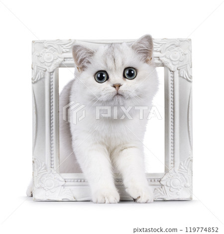British Shorthair cat on white background 119774852