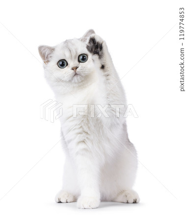British Shorthair cat on white background 119774853