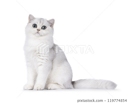 British Shorthair cat on white background 119774854