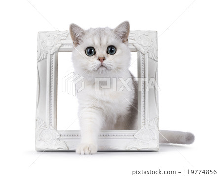 British Shorthair cat on white background 119774856
