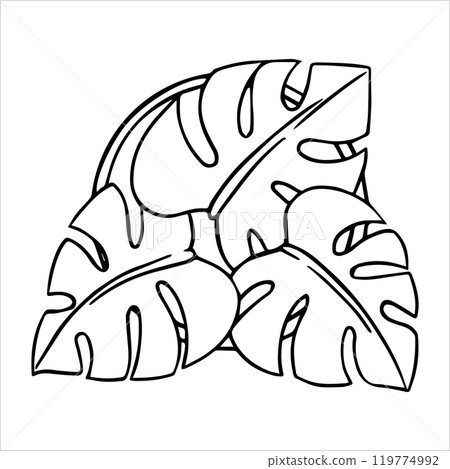 indoor plant for interior monstera, hand drawing, top view. architectural ink drawing, vector. 119774992