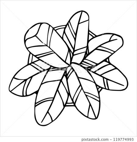 indoor plant for interior banana palm, hand drawing, top view. architectural ink drawing, vector. indoor plant for interior banana palm, hand drawing, top view. architectural ink drawing, vector. 119774993