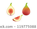 無花果 119775088